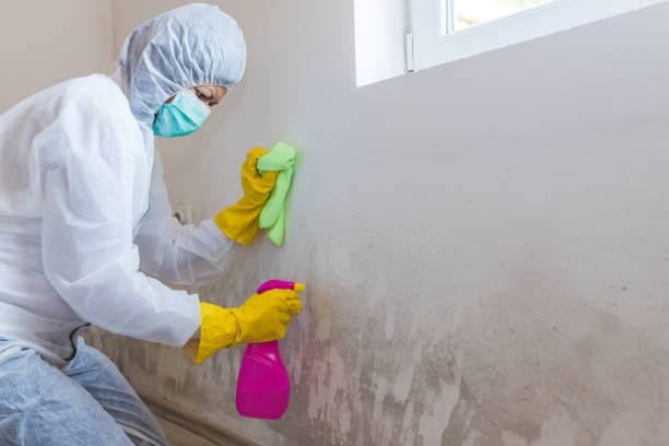 Best Commercial Mold Inspection  in David City, NE